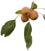 Okrasné plody křížence Malus x robusta ´Fructolutea´ mají velikost asi 1,5 cm v průměru