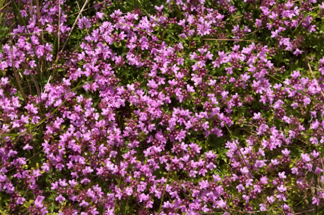 Mateřídouška