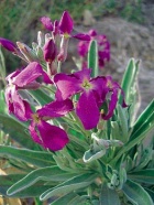 fiala šedá (Matthiola incana)