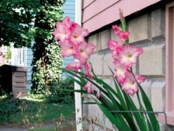 Mečíky (Gladiolus sp.)