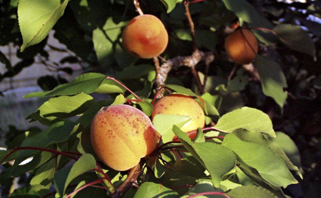 Meruňky (Prunus armeniaca) mají příznivý vliv na játra a krvetvorbu.