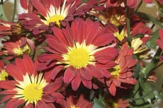 Chrysanthemum ´Milenco´