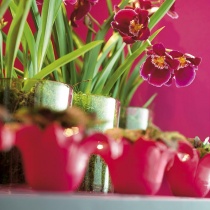 Miltonia
