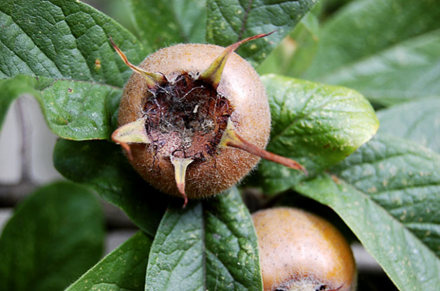 Mišpule (Mespilus)