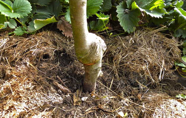 Stromek vložte do jámy tak, aby místo štěpování zůstalo ve výšce 5–10 cm nad zemí. Tuto zásadu je nutné dodržet i u stromků s velmi krátkou podnoží. Jinak by za čas došlo ke „zpravokořenění“ – stromek by pustil kořeny i z naštěpované odrůdy nad podnoží, rostl by příliš rychle a málo by plodil.