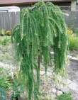 převislý modřín (Larix decidua Pendula)