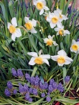 Narcisy (Narcissus) a modřence (Muscari)