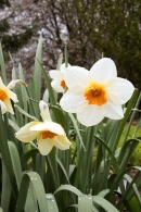 Narcis zahradní ´Bully´