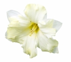 Narcis zahradní ´Cassata´
