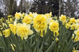 Narcis zahradní ´Full House´