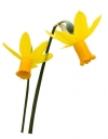 Narcis zahradní ´Itzim´