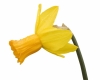 Narcis zahradní ´Itzim´