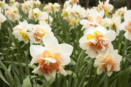 Narcis zahradní ´Replete´