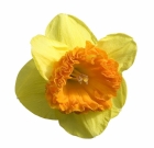 Narcis zahradní ´Wild Carnival´
