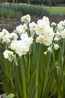 Narcis zahradní ´Yellow Cherfulness´