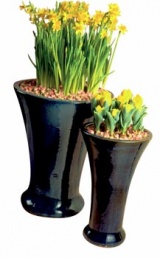 Narcisy a tulipány