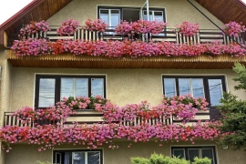 Nejčastější balkonovou rostlinou jsou pelargonie. Při správném pěstování změní balkon k nepoznání