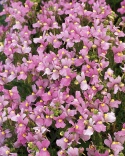 Odrůdy hledíkovky (Nemesia fruticans) Karoo mají bílé, modré a růžové barvy - na obrázku Karoo ´Pink´