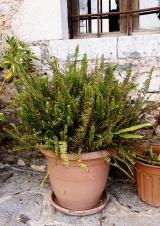 Nezničitelný nefrolepis (Nephrolepis)