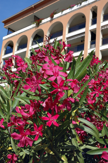 Nerium Oleander