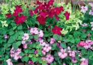 Nicotiana hybridy - tabák