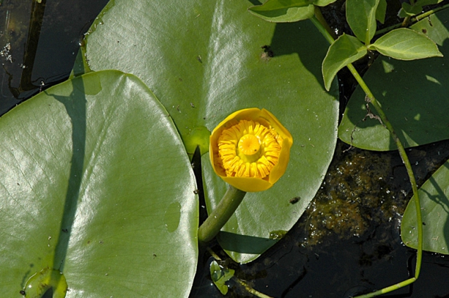 Stulík žlutý (Nuphar lutea) se řadí mezi nenáročné vodní rostliny.