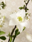 Voňavá líbenka (Eucharis) s něžnými větvičkami třešně