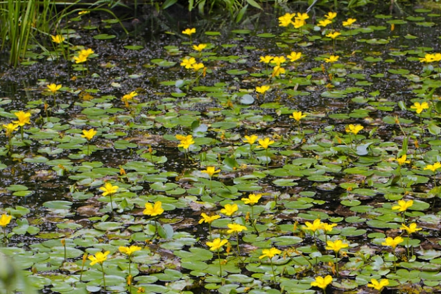 Plavín štítnatý (­Nymphoides peltata)