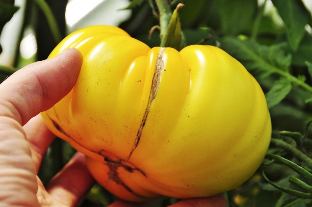 Odrůda Yellow Gazzi Ribbed je typické masité a chuťově vynikající rajče. Rajčatům této velikosti a konzistence se říká „beefsteakové“ a můžete je sehnat mezi sběrateli starších odrůd v nejrůznějších barvách, tvarech a chutích.