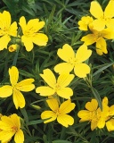 Drobnokvětá pupalka - Oenothera ´Lemon Drop´ je velmi otužilá, přežije i drsnou zimu