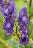 Oměj (Aconitum) je sice jedovatá, ale cenná předvším barvou květů a dobou kvetení. Daří se jí i ve stínu. Kvete VII-VIII, výška 110 cm
