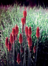 Krása Kleopatřiny jehly (Kniphophia) je umocněna podrostem z ozdobnice čínské