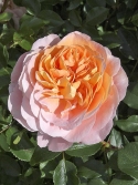 Sangerhäuser Jubiläums-rose zaujme nevšední barevnou hrou od růžové po oranžovou. Tato floribunda navíc krásně voní