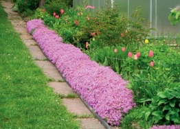 Rabato s plaménkou (Phlox)