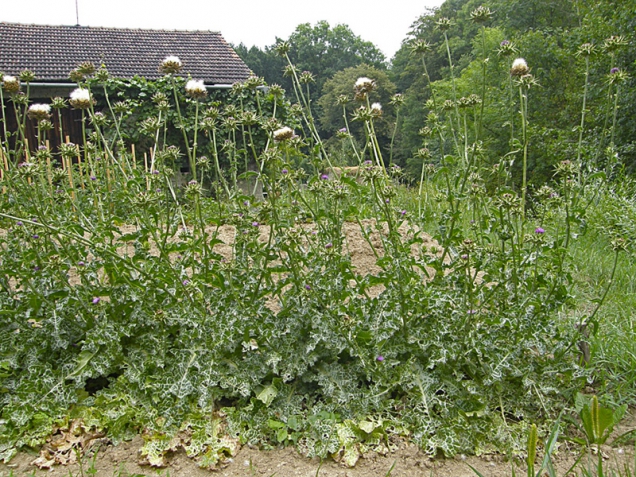 Může se jevit jako plevel, ale není to plevel. Na farmě na Hané dorůstá ostropestřec do výšky 1 až 2 m.