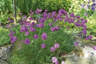 Trávnička přímořská (Armeria maritima) vytváří kompaktní chomáče zelených listů. Růžové květy se objevují v červnu a červenci