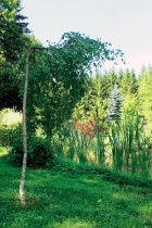 Převislá bříza se sklání nad hladinou zahradního jezírka