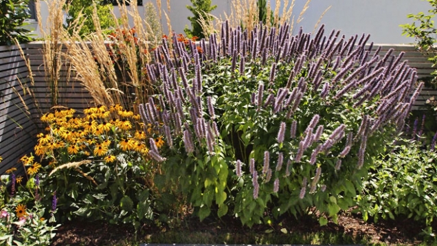 Do výsadeb byly zvoleny odolné a dlouho kvetoucí trvalky a trávy (např. Agastache, Rudbeckia).
