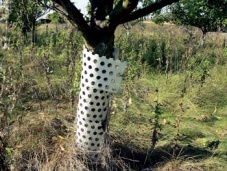 Bydlíte-li na předměstí nebo na venkově, ochraňte dřeviny před okusem zvěří