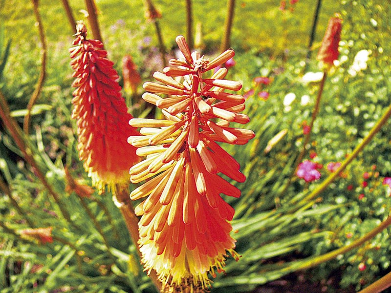 Mnohokvět (Kniphofia) má šupinatý stvol nesoucí na vrcholu bohatý hrozen trubkovitých květů, které postupně rozkvétají odzdola nahoru