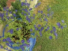 Velmi efektní převislá drchnička (Anagalis monelii)