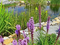 Celé léto kvetou fialové klasy šuškardy (Liatris spicata)