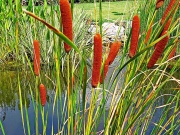 U jezírka nesmí chybět orobinec (Typha sp.)
