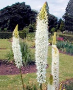 Liliochvostec (Eremurus)