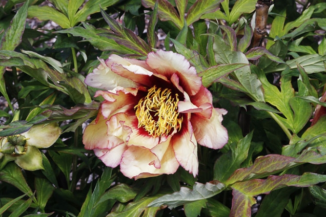 Paeonia × lemoinei ’Spring Carnival‘ je křížencem mezi pivoňkou keřovitou a pivoňkou Delavayovou. Kvete obvykle o několik týdnů později než pivoňka keřovitá. Dorůstá výšky 1 až 2 metry.
