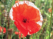 mák vlčí (Papaver rhoeas)