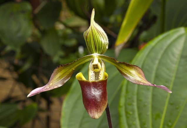 Orchideje rodu Paphiopedilum mohou mít velmi rozmanité nároky, pokud je chcete doma zkusit, určitě začněte s kříženci, kteří jsou odolnější než botanické druhy.