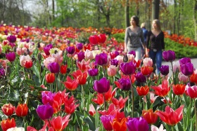 V některých částech parku se návštěvníci doslova topí v záplavě tulipánů