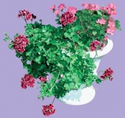Pelargonium - muškát (trvalka pěstovaná často jako letnička, má také převislé a poloplazivé odrůdy)