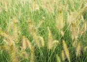 Vousatec (Pennisetum) je velmi dekorativní okrasná tráva, která se v létě ozdobí zajímavými květenstvími připomínajícími štětku na vymývání lahví. Kvete VIII-IX, výška 50/70 cm